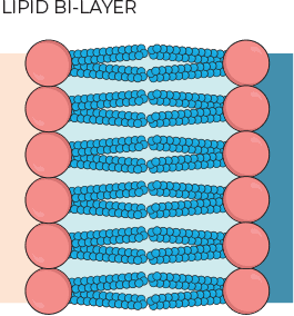 Lipid BI-Layer